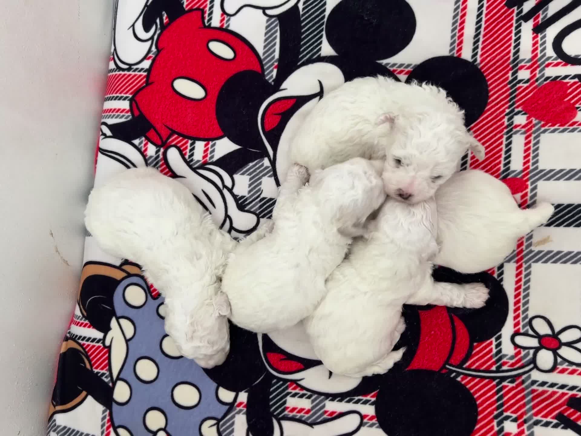 Bichon Frise dogs for sale: Pure Bichon Frise - Video 1