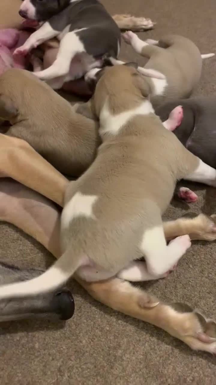 Whippet dogs for sale: 2 Gorgeous KC registered boy whippet puppies  - Video 1