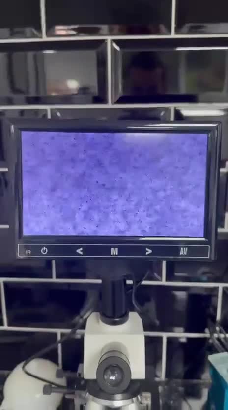 English Bulldog dogs for stud: Fluffy English bulldog for stud - Video 1