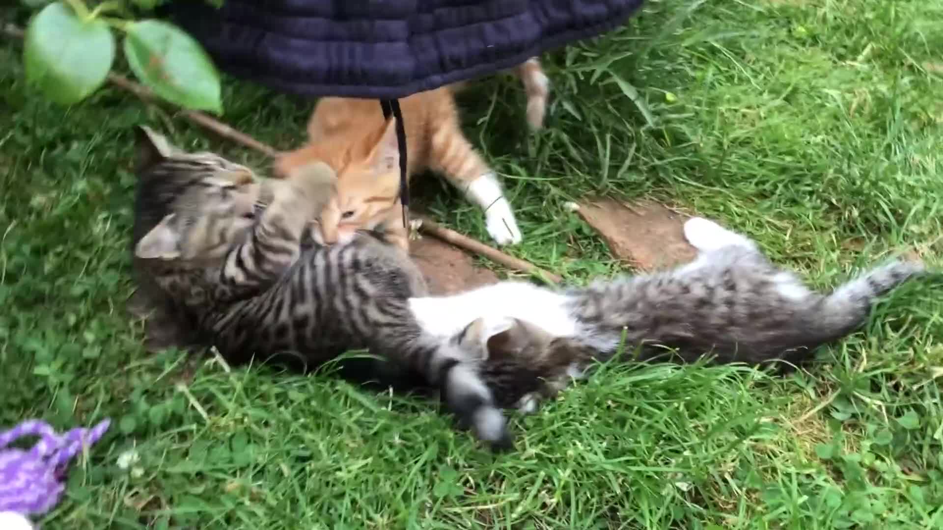 Mixed Breed cats for sale: Little darlings looking for loving homes - Video 2