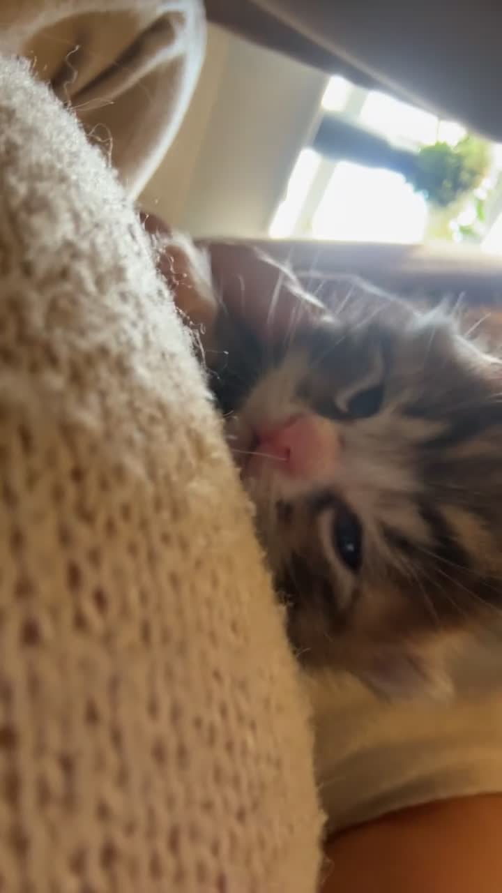 Mixed Breed cats for sale: Mixed breed kittens  - Video 4