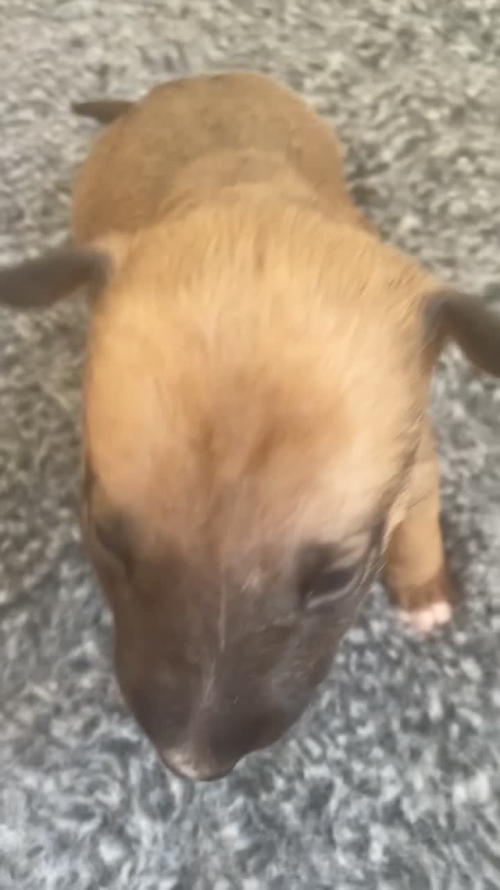 English Bull Terrier dogs for sale: *One Left* KC Reg English Bull Terrier Pups  - Video 3