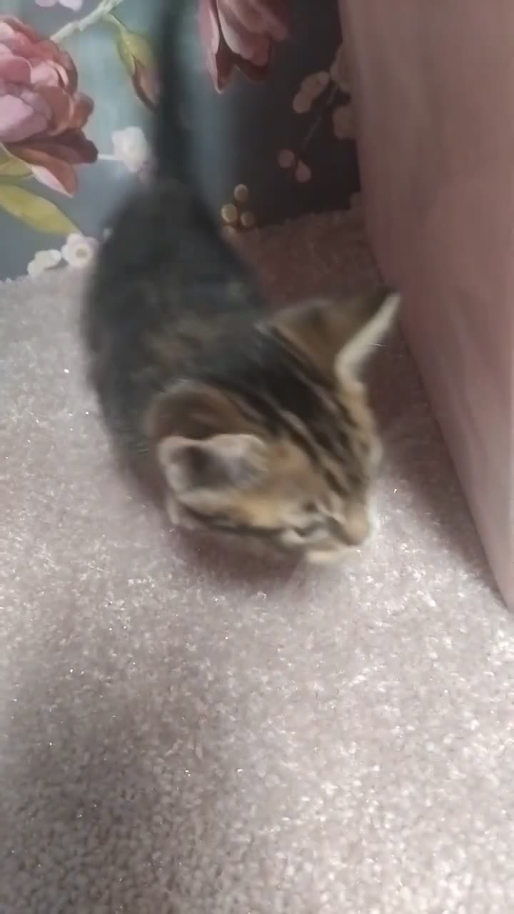 Bengal cats for sale: Rosetta Bengal X Girl Kitten - Video 1