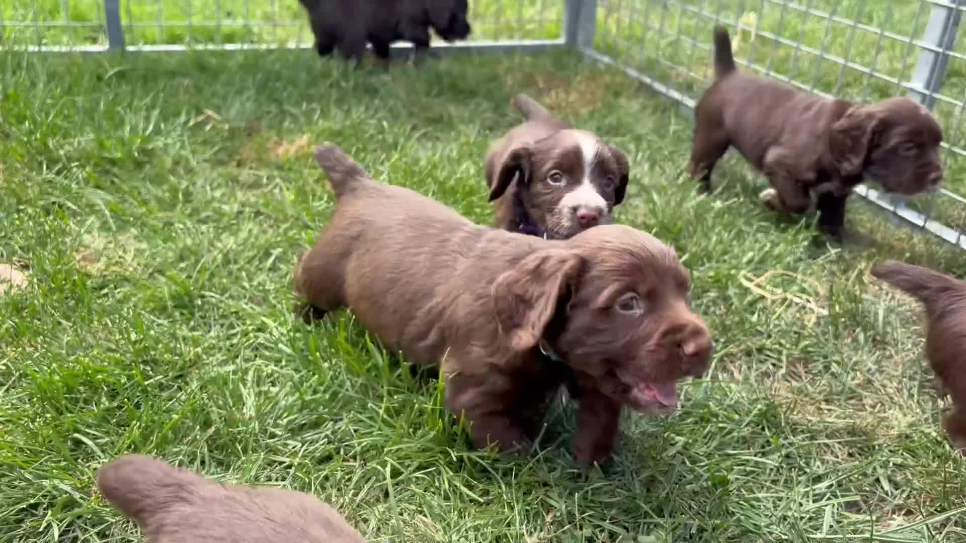 Cocker Spaniel dogs for sale: Working cocker spaniel puppies  - Video 1