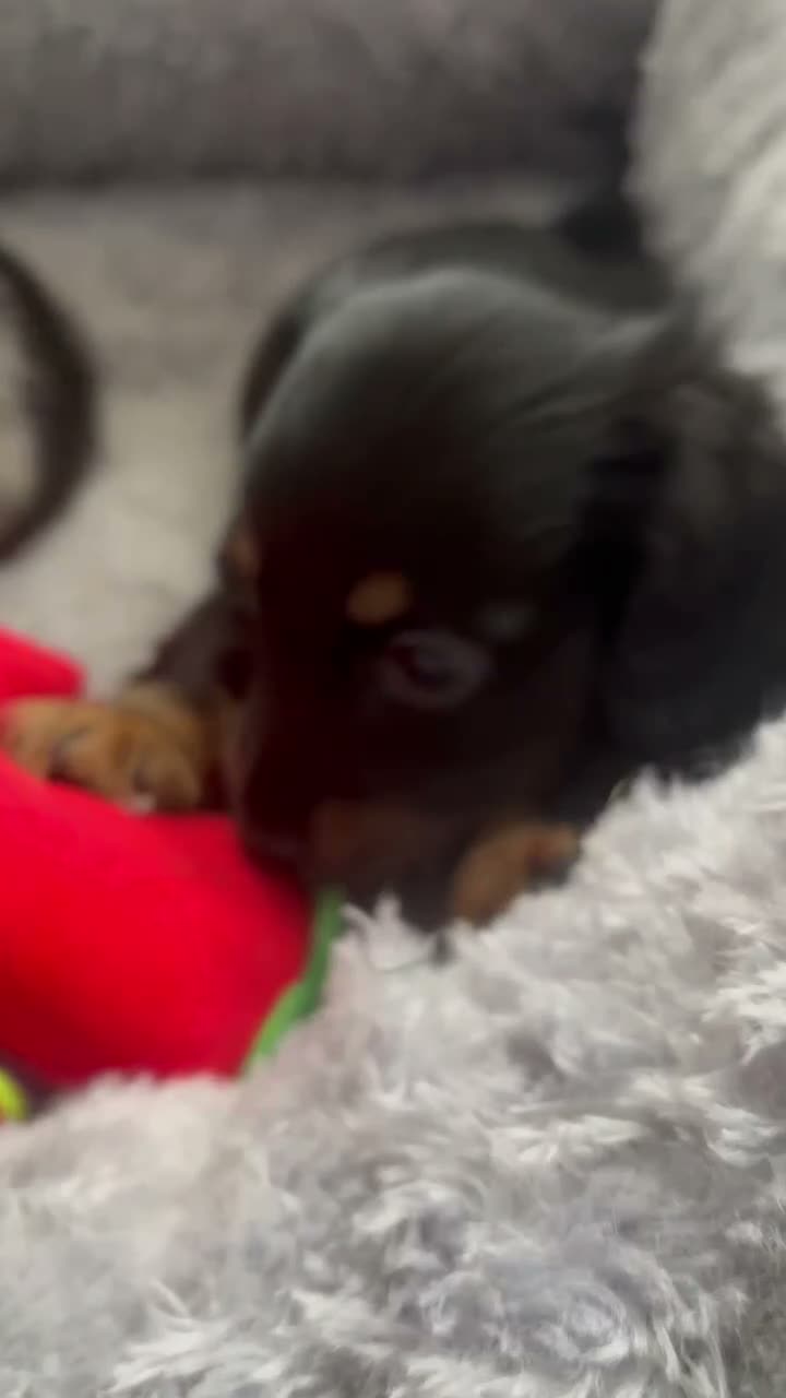 Dachshund dogs for sale: Miniature dashound - Video 1