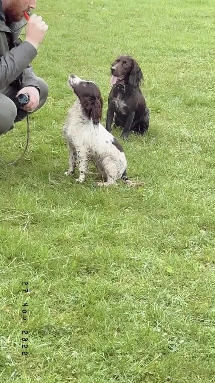 Cocker Spaniel dogs for sale: Working Cocker Spaniel  - Video 2