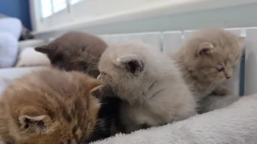 British Shorthair cats for sale: Gorgeous British Shorthair kittens Cute & Adorable - Video 1