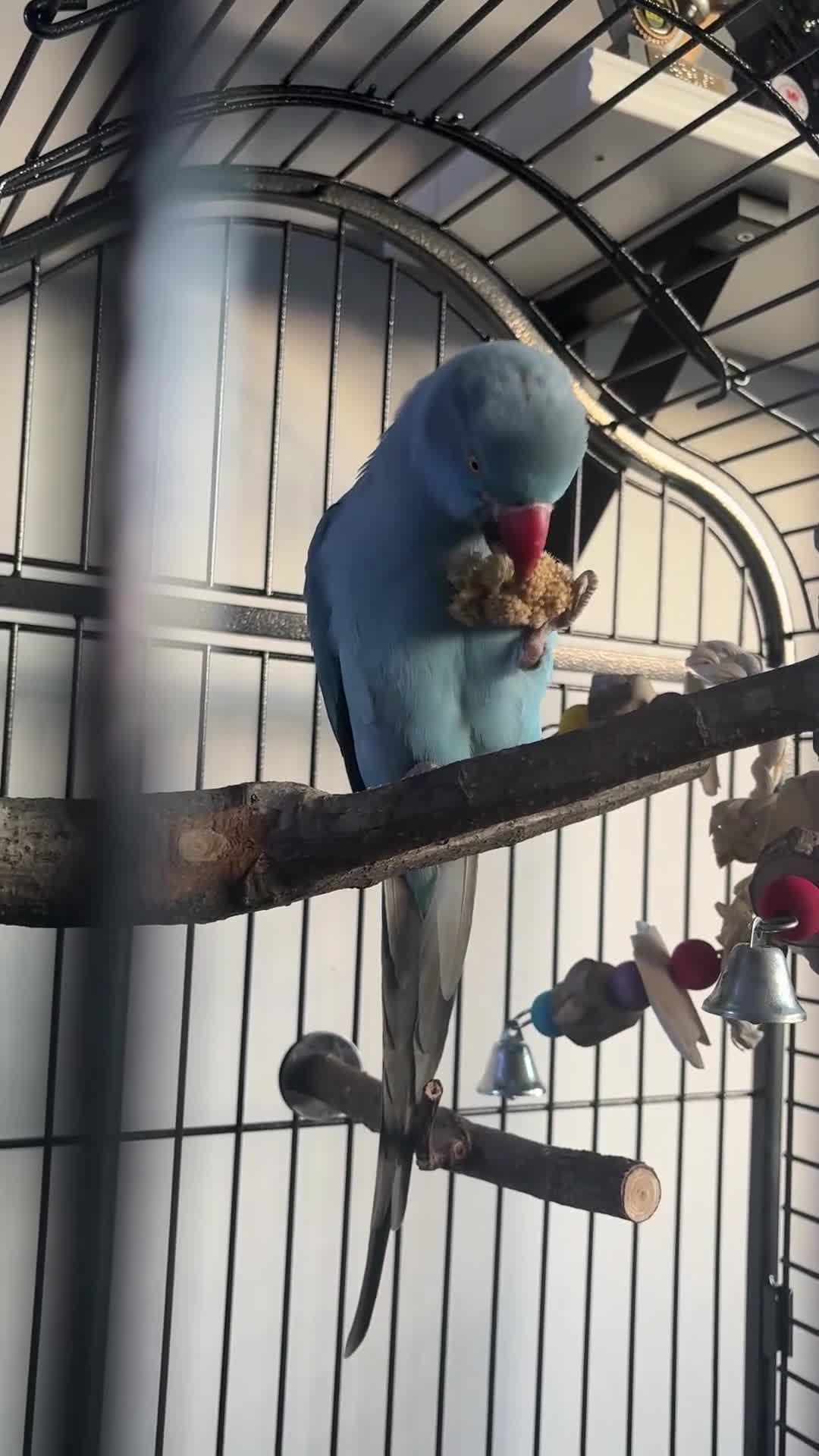 Ringnecks birds for sale: Blue Indian ringneck in Cardiff - Video 1