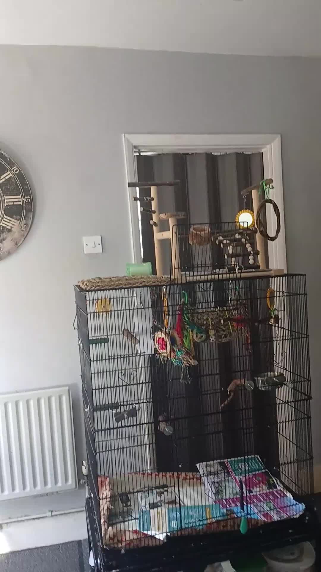 Ringnecks birds for sale: Year old talking ringneck parrot  in Banstead - Video 1