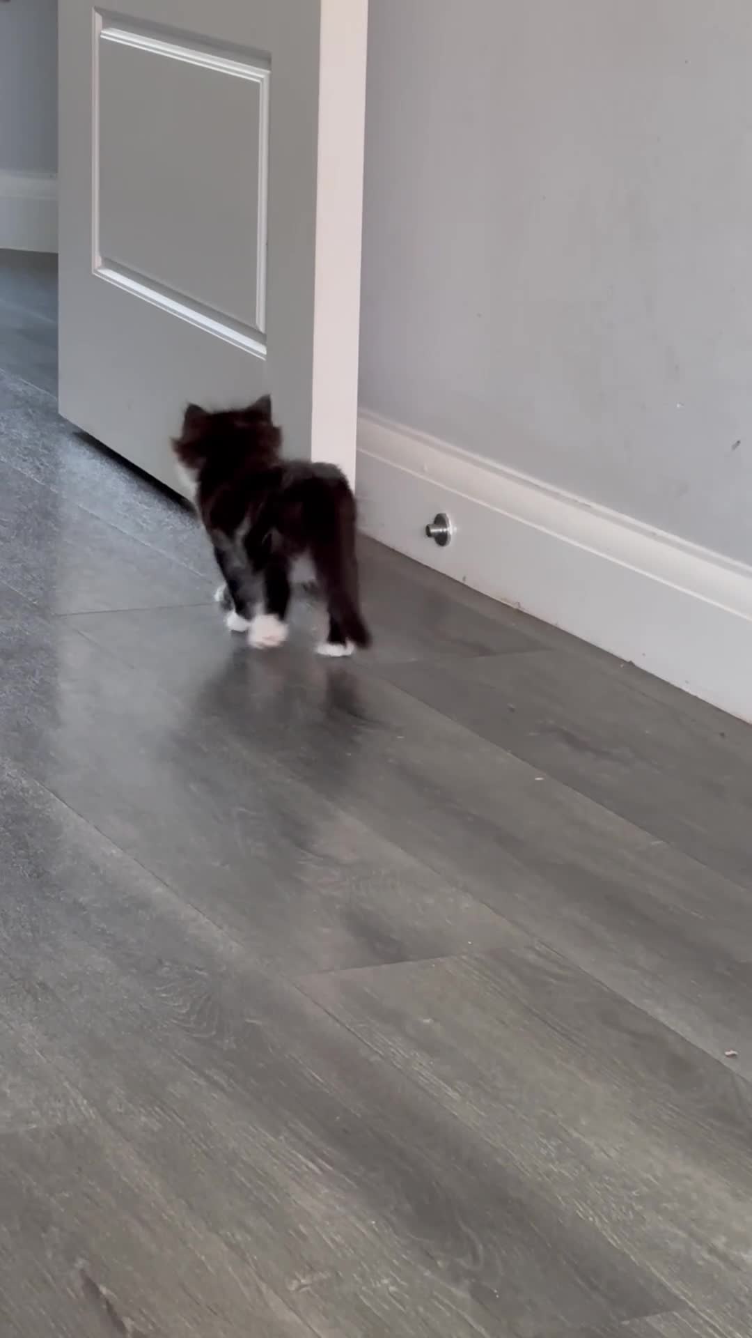 Mixed Breed cats for sale: Gorgeous fluffy kittens - only 2 left - Video 1