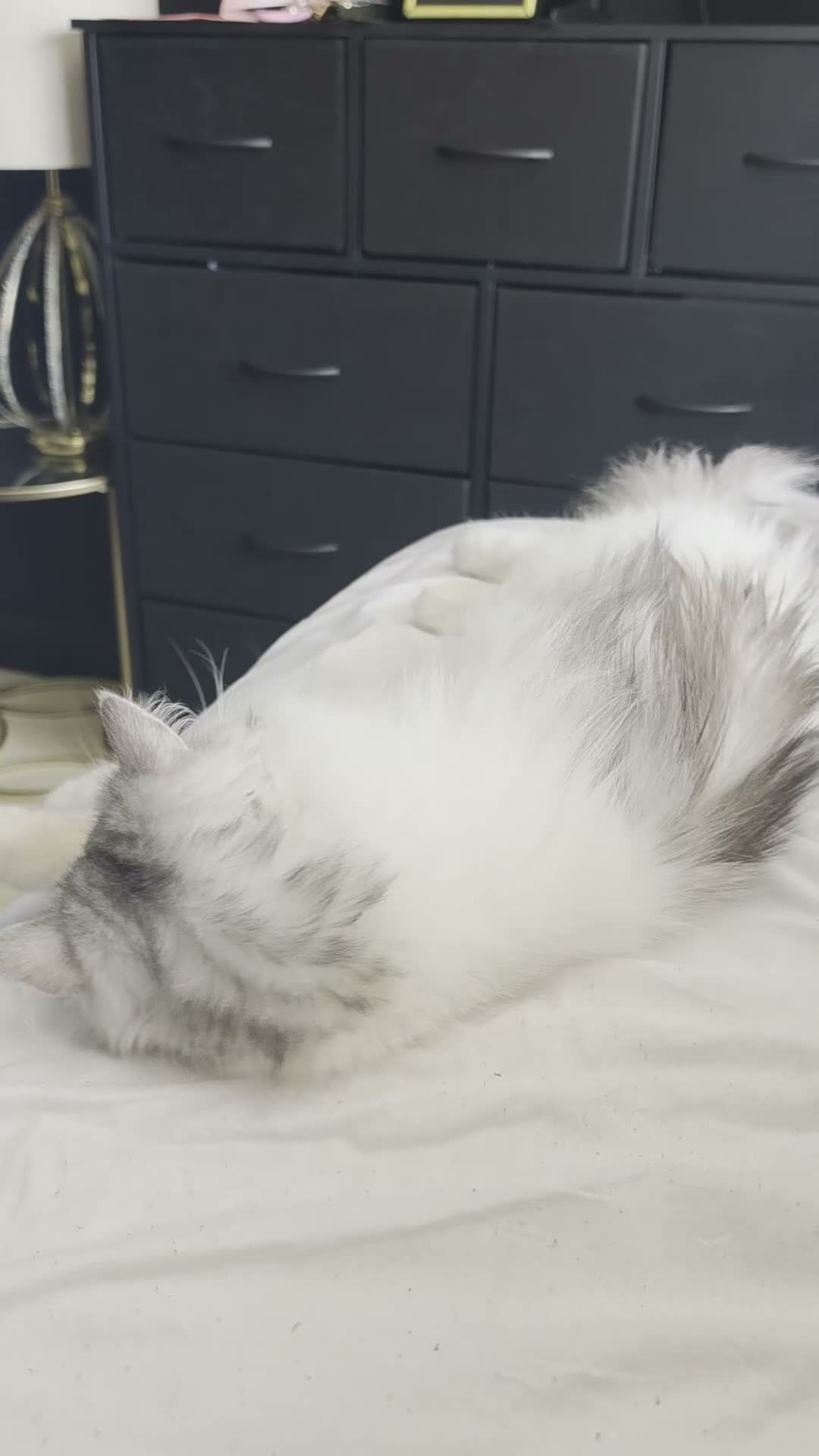 Persian cats for sale: Maggie The Persian Cat Looking for a Forever Home - Video 1
