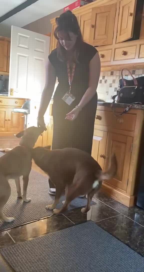 Mixed Breed dogs for adoption: 💙🐶 KAI & ❤️GERDA- BONDED AND SIMPLY PERFECT in Retford - Video 2