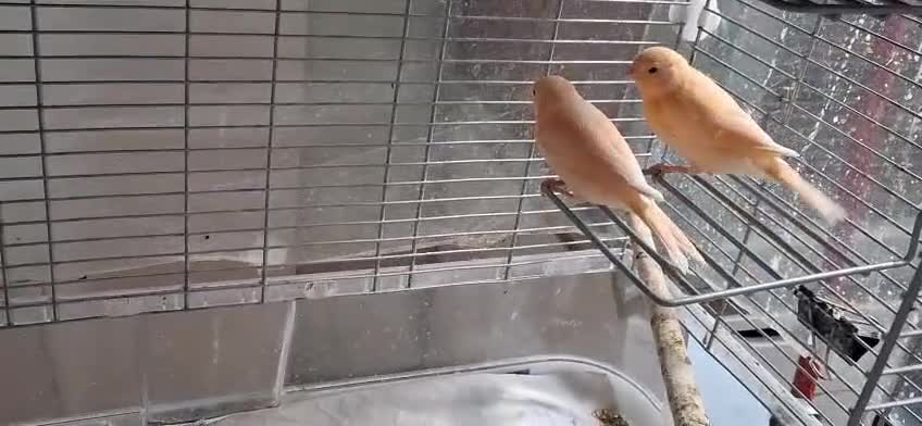 Canaries birds for sale: 3 young canaries hatched on 24.02.26 - Video 5