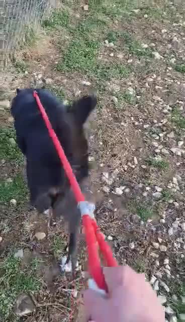 Mixed Breed dogs for adoption: BUCK  - Video 2