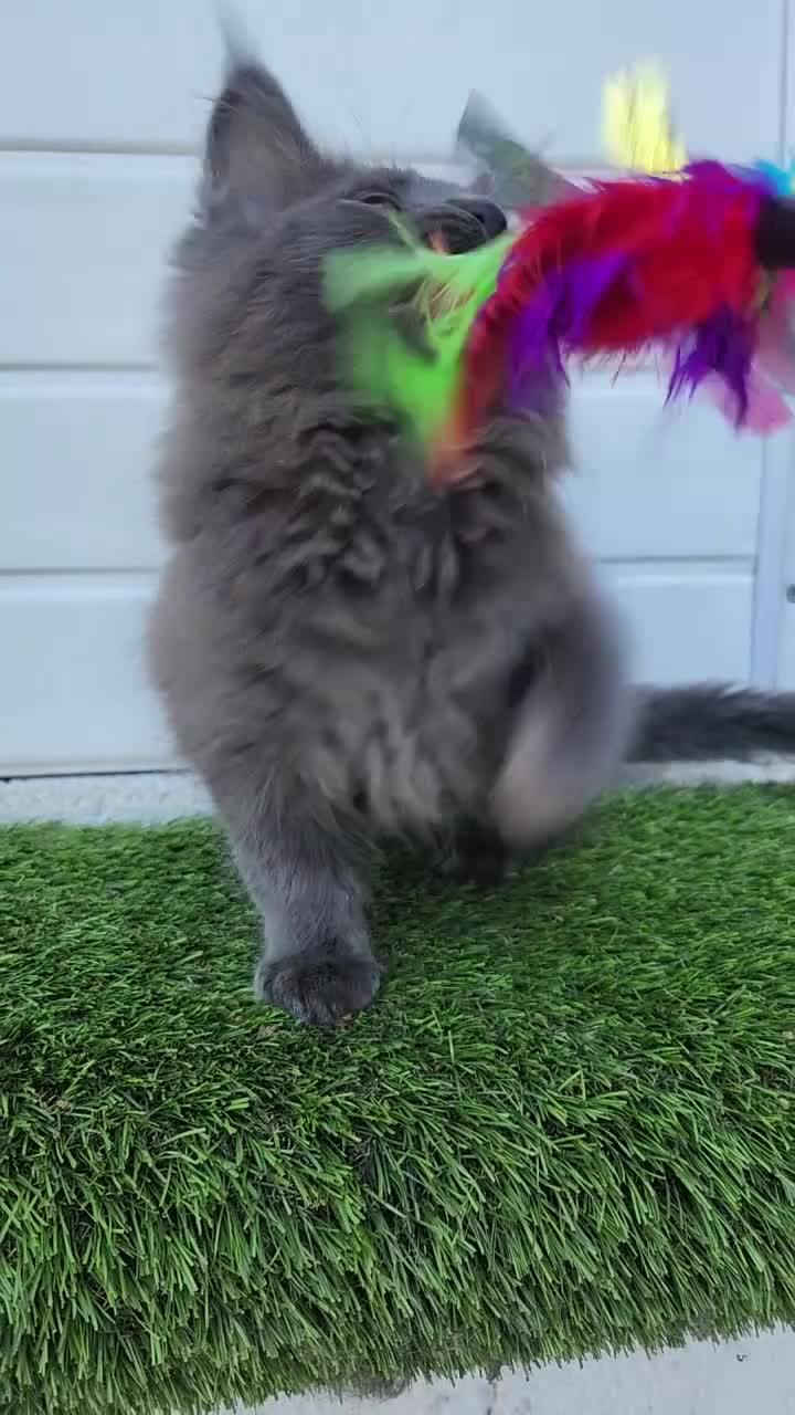 Maine Coon cats for sale: Beautiful gccf PET registered maine coon babies  - Video 1