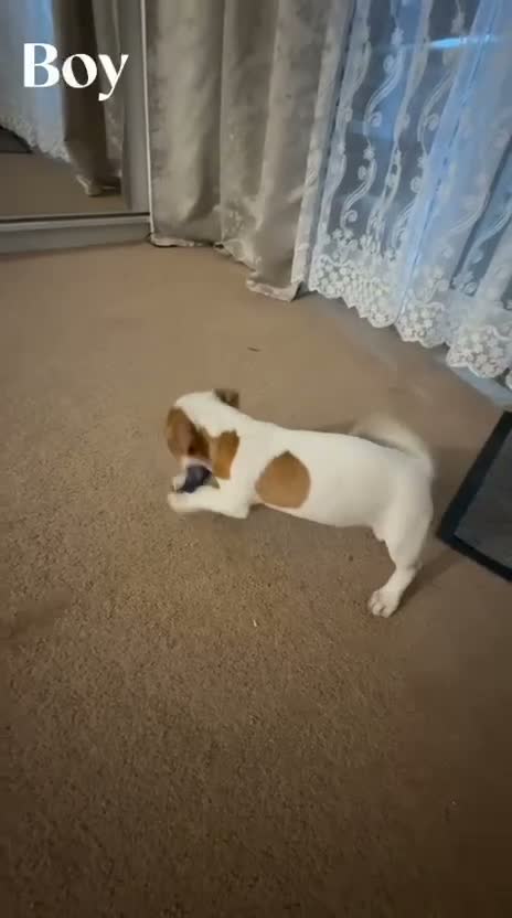 Jack Russell dogs for sale: Jack Russell  in Chigwell - Video 2