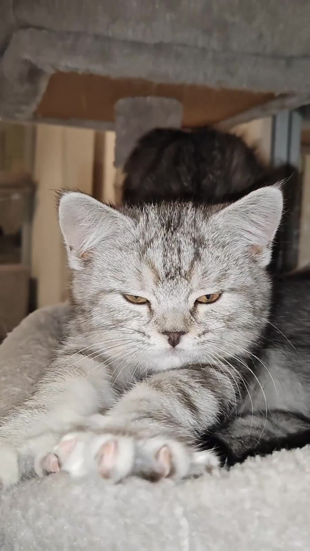 Mixed Breed cats for sale: British Shorthair Mix kittens - Ready Now - Video 4