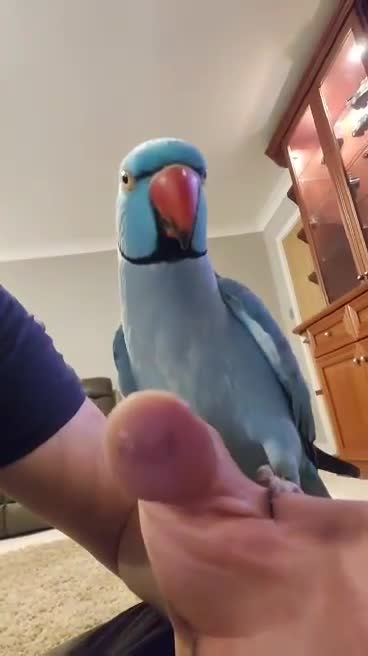 Ringnecks birds for sale: Indian blue ringneck in Doncaster - Video 1