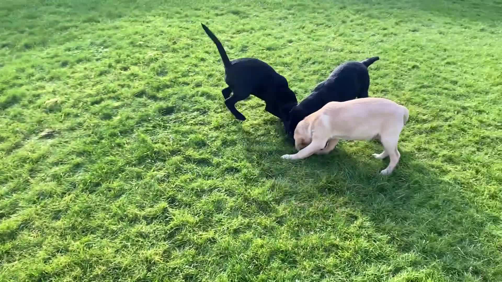 Labrador Retriever dogs for sale: Beautiful KC Reg Labrador puppies - Video 4