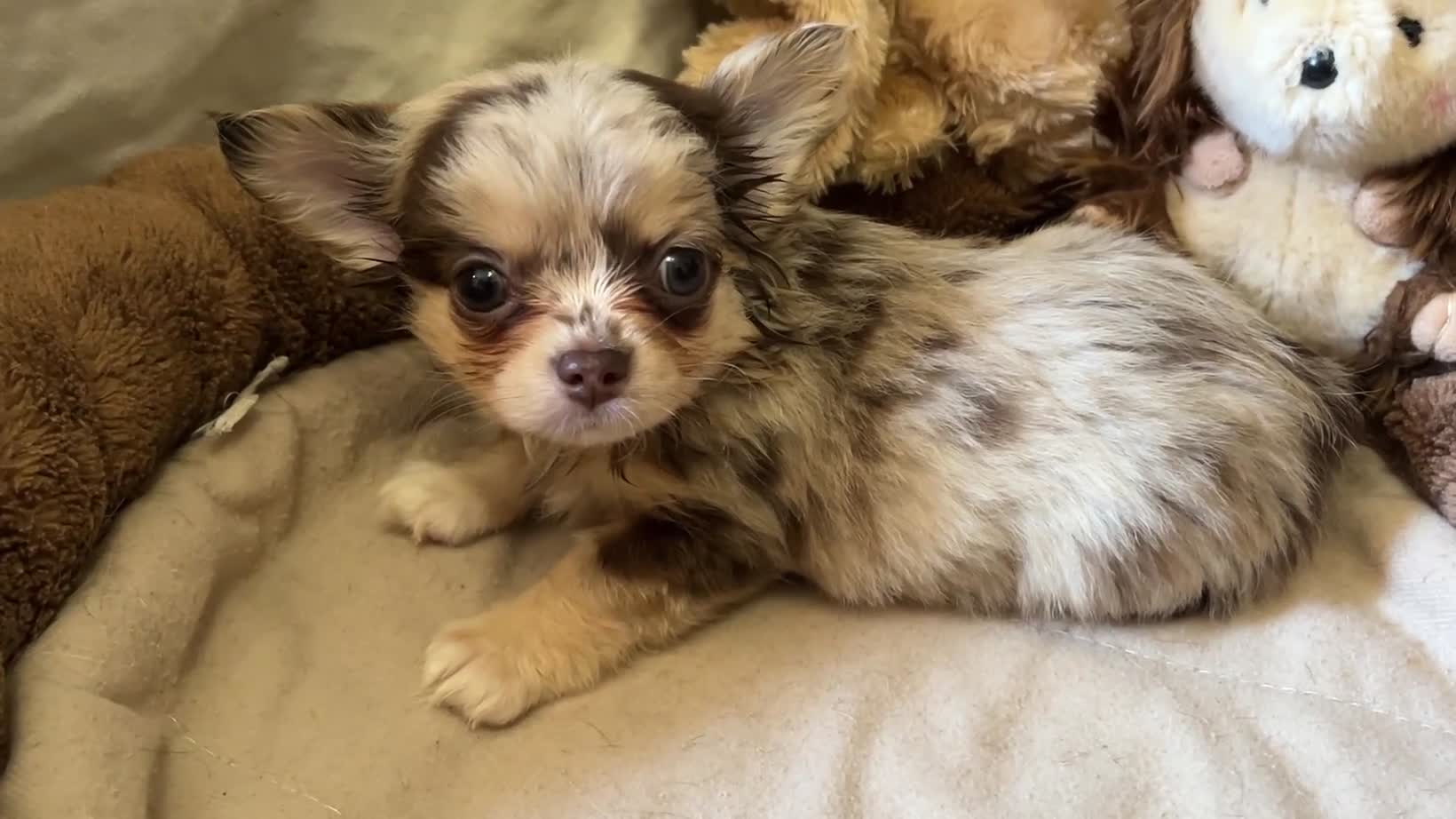 Chihuahua dogs for sale: Chihuahua puppies with blue and green eyes 2 m & 2 - Video 3
