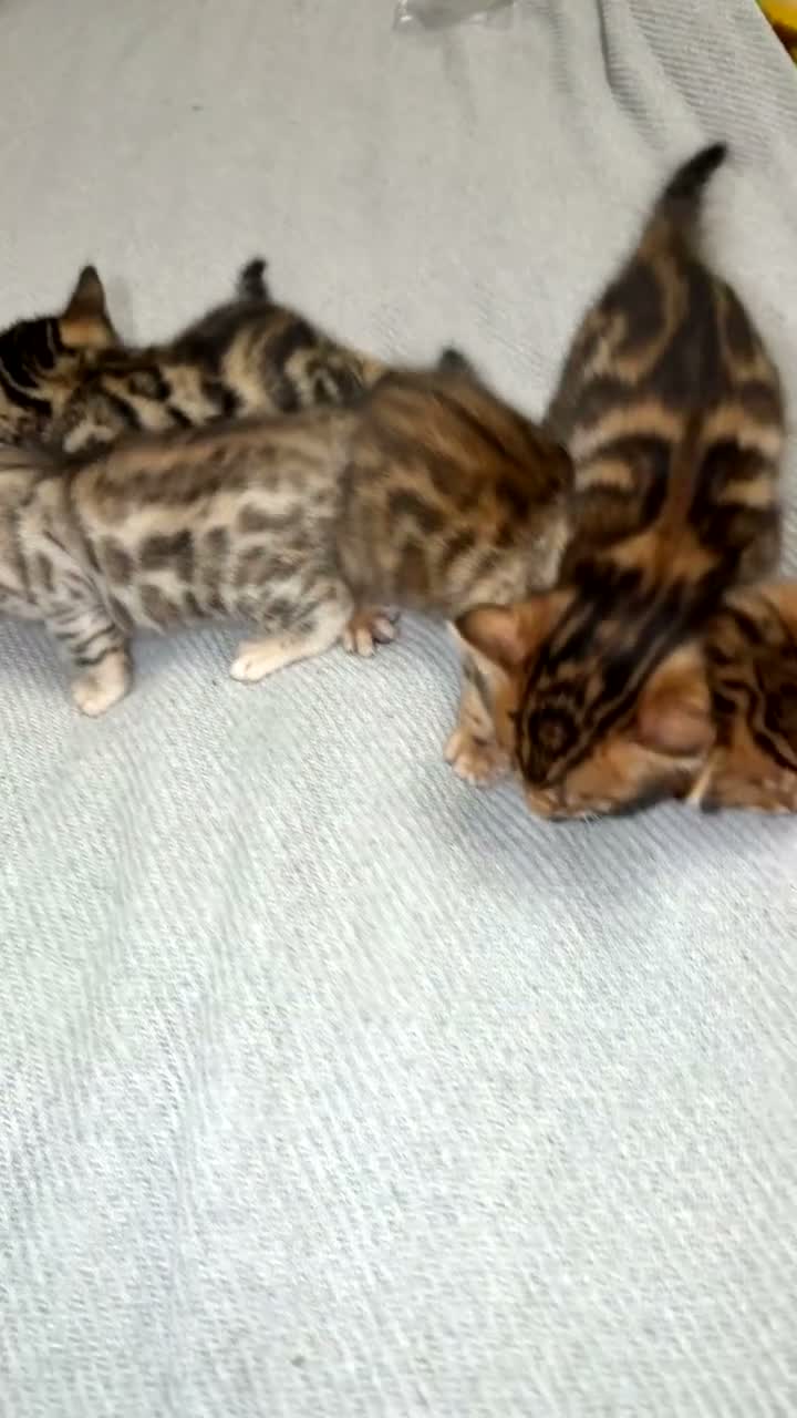 Bengal cats for sale: Stunning bengals for sell, 3 Males, 1 Female - Video 2