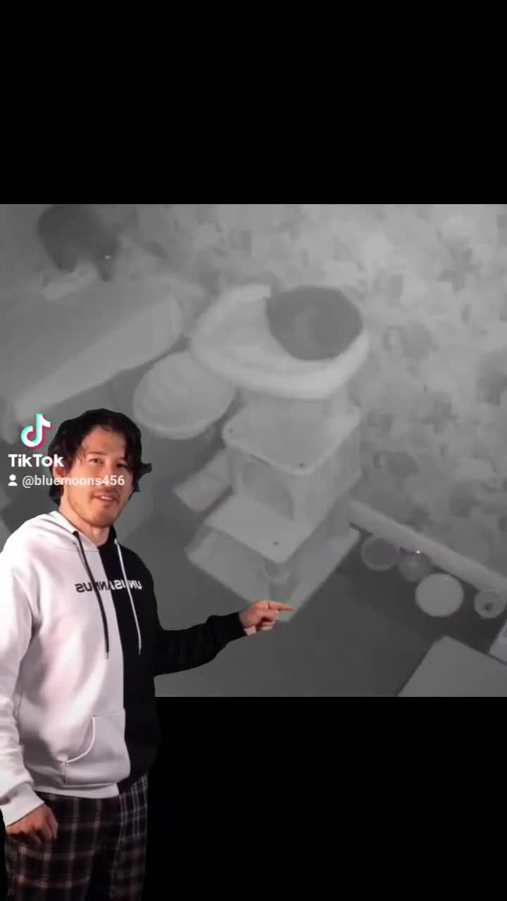 British Shorthair cats for stud: British Shorthair Stud  - Video 4