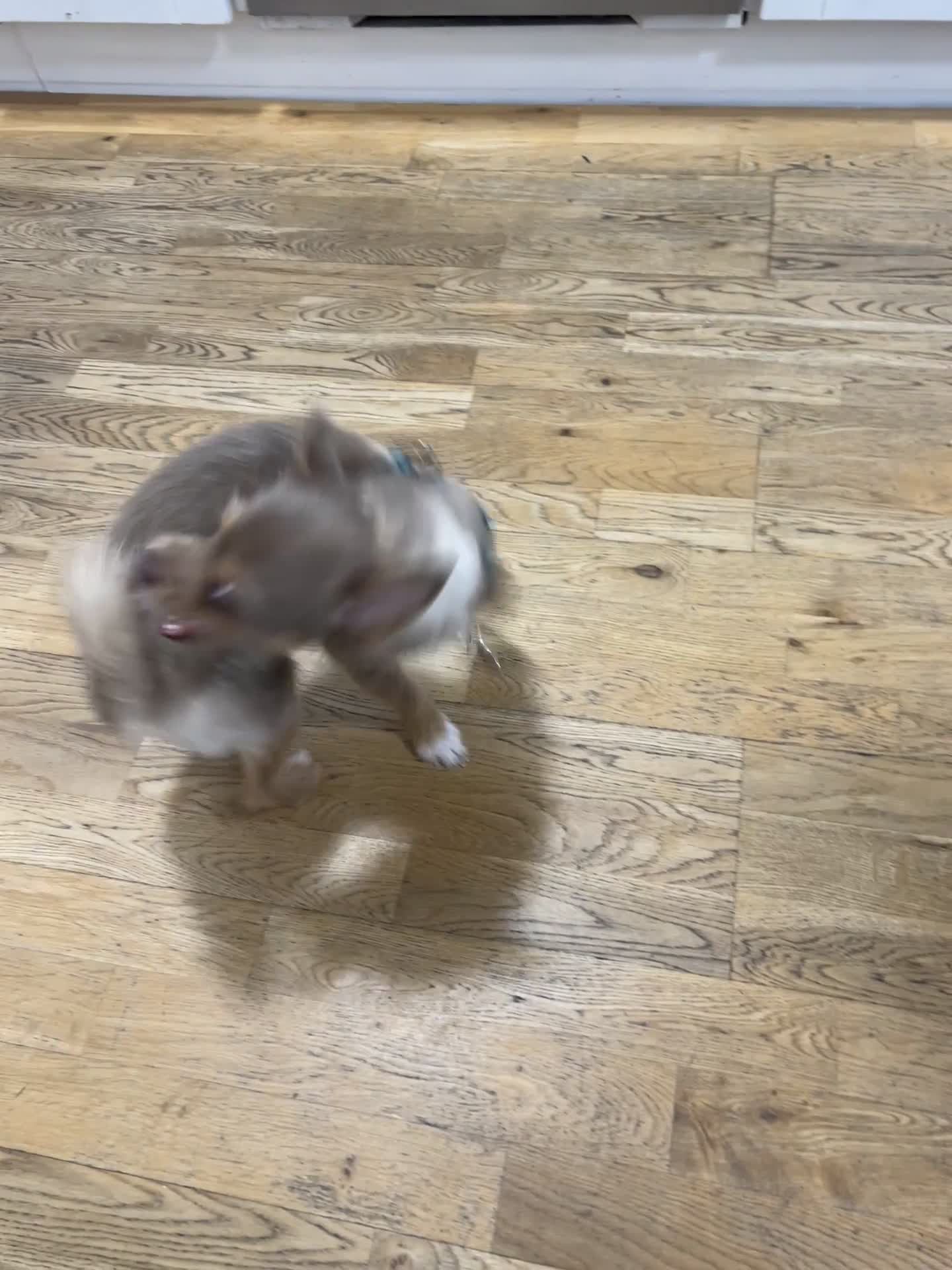 Pomchi dogs for stud: Pomchii for stud - Video 1