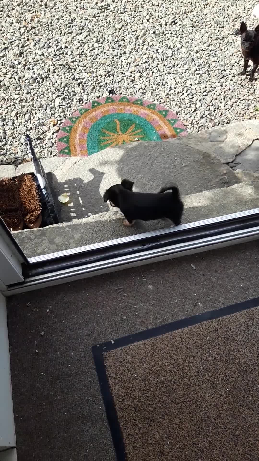 Chihuahua dogs for sale: Chihuahua puppies  - Video 3