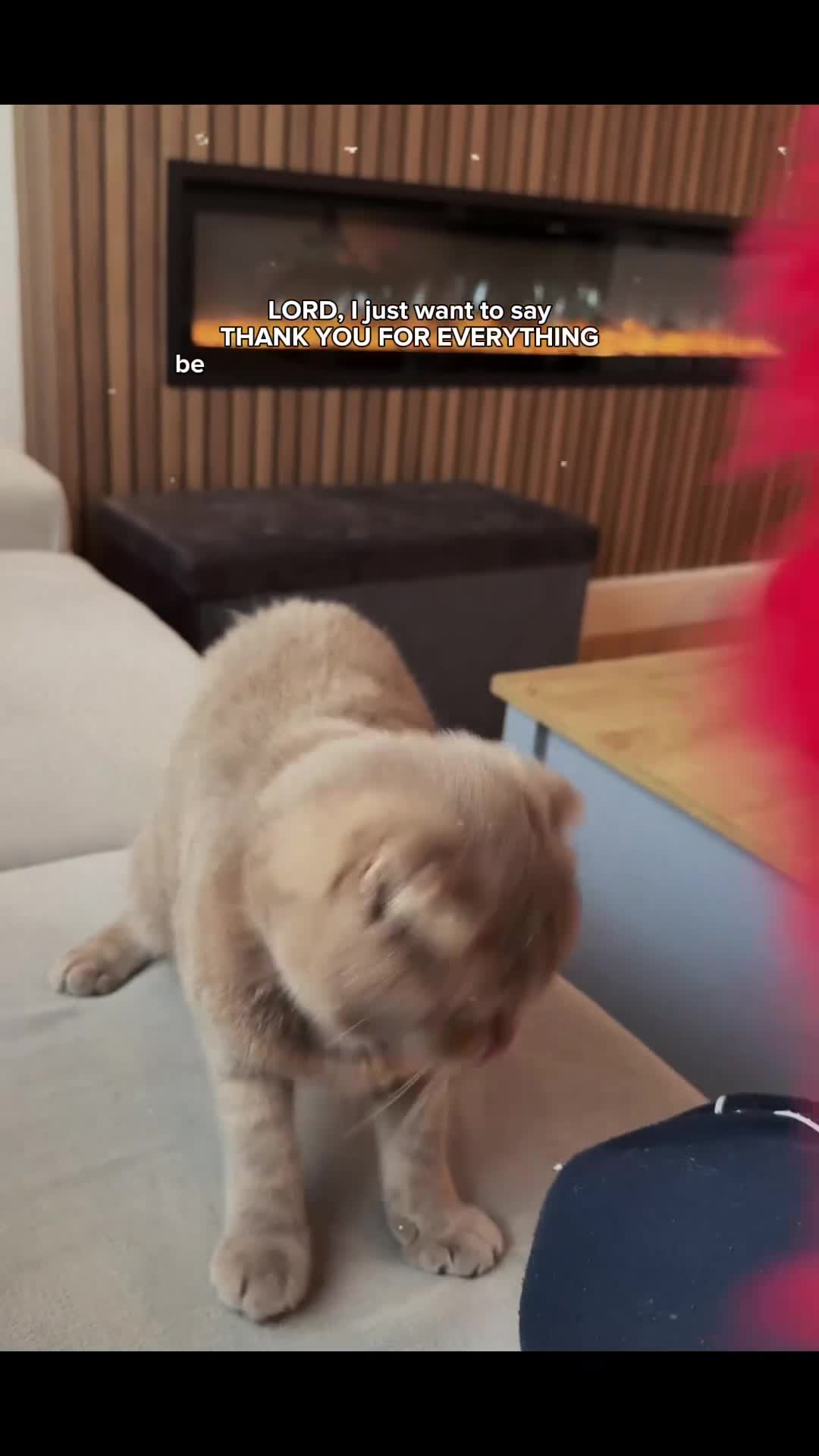 Scottish Fold cats for sale: Toby Scottish cat in Birmingham - Video 1