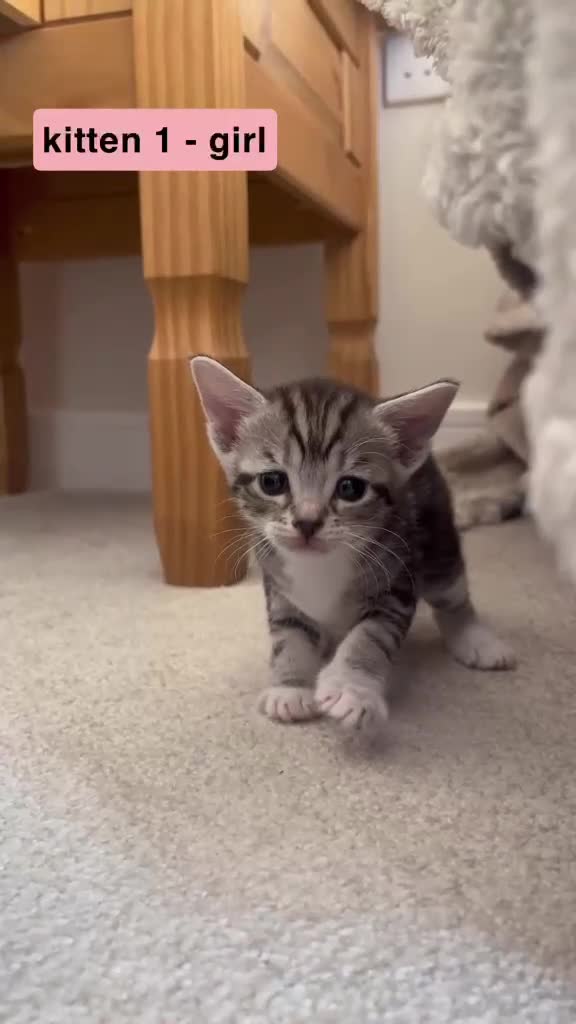 Mixed Breed cats for sale: Bengal - Maincoon mix - Video 1
