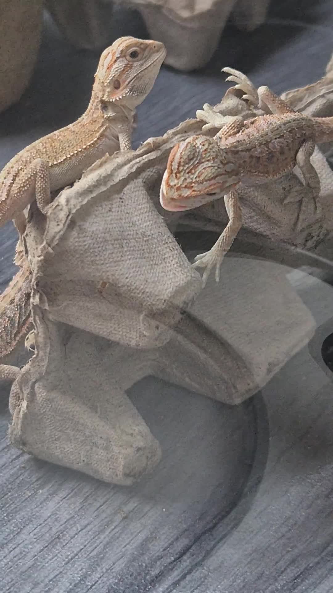Bearded Dragon reptiles for sale: BeardedDragonsHighContrast HypoMorphsdoubleHetZero - Video 2