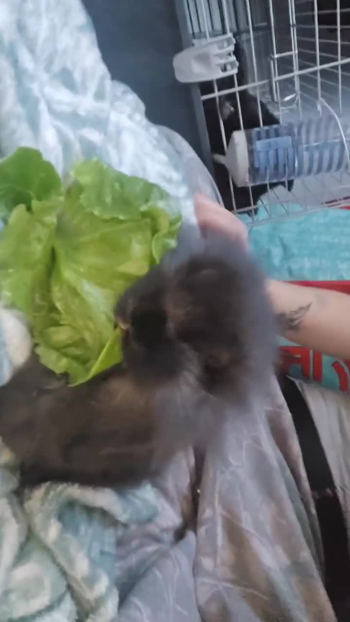 Angora rabbits for sale: Angora/mini lop mix - Video 1