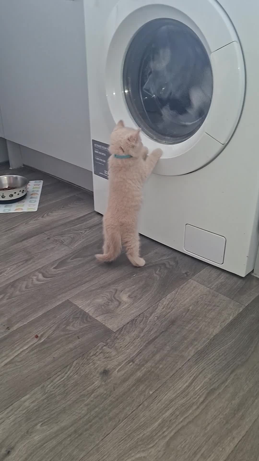 British Shorthair cats for sale: 💙 Last Blue Boy British Shorthair to Reserve 💙 - Video 3