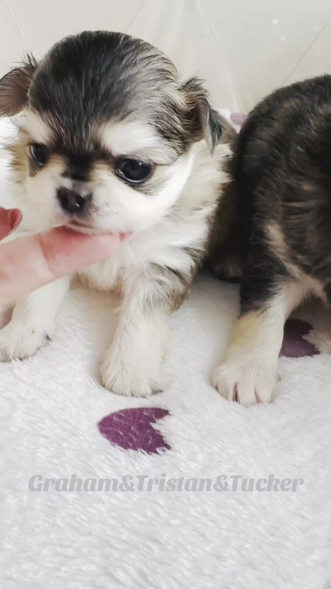Chihuahua dogs for sale: KC rare husky marking chihuahua puppies Thai lines - Video 3
