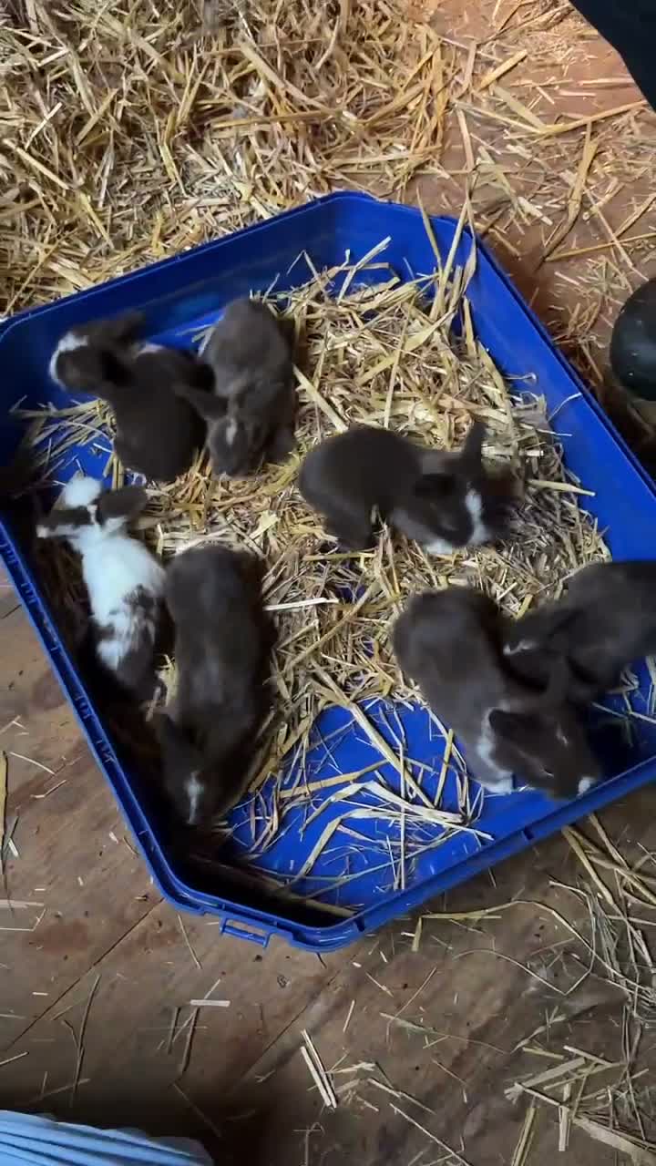 Mixed Breed rabbits for sale: 7 Gorgeous Lionhead Mix Baby Rabbits in Leighton Buzzard - Video 1