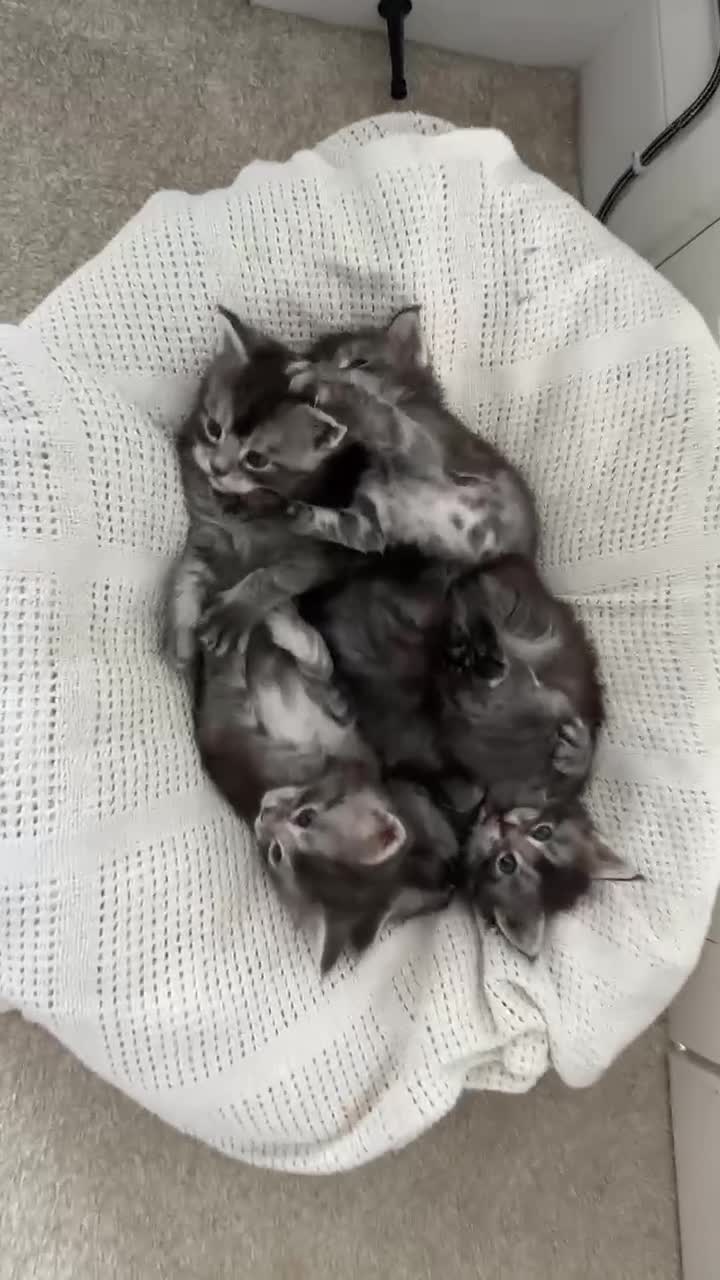 Maine Coon cats for sale: Pedagree GCCF Registered Maine Coon Kittens - Video 2