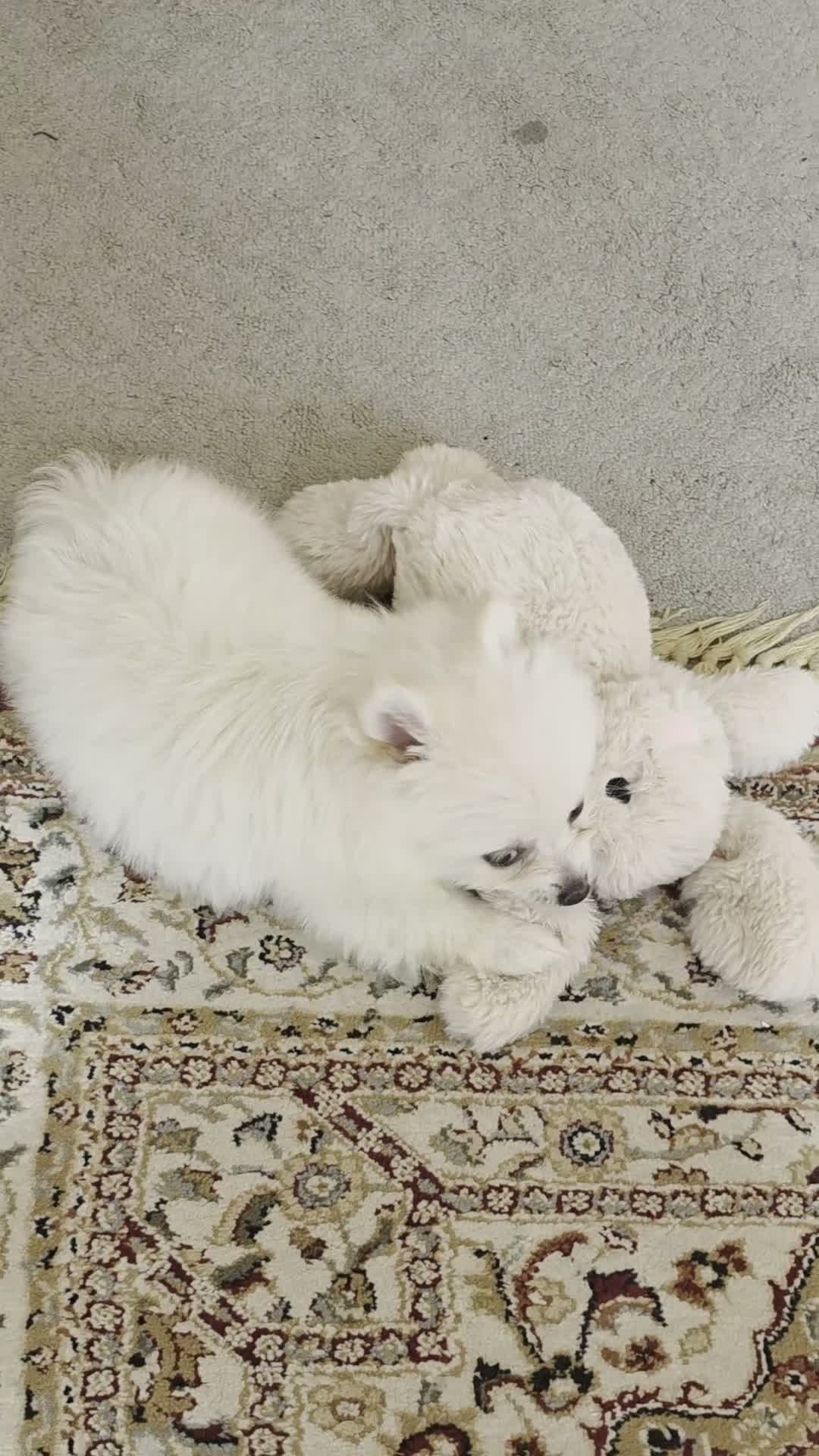 Pomeranian dogs for sale: Pomeranian puppy in Stockport - Video 1