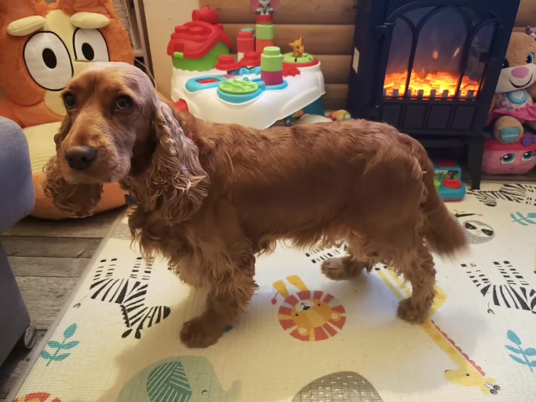 Cocker Spaniel dogs for sale: Two Cocker spaniel dogs. Girl and Boy - Video 1