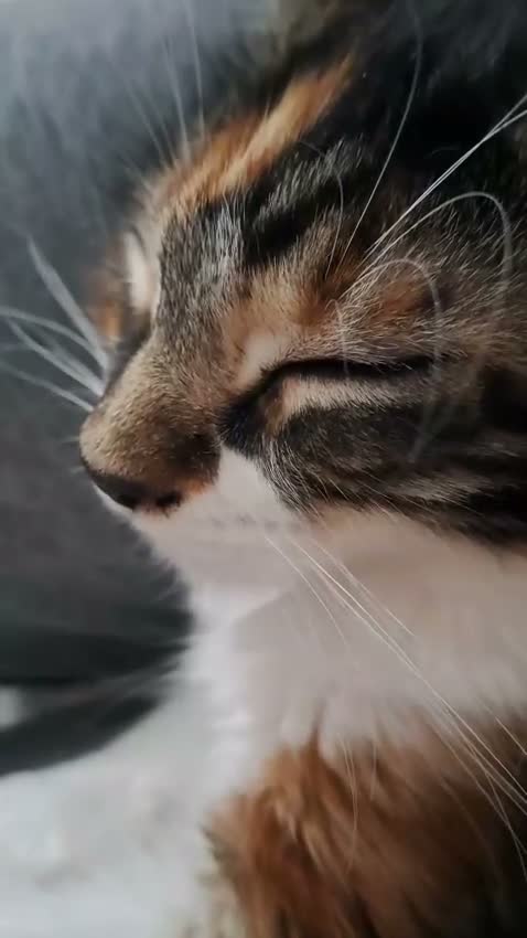 Maine Coon cats for sale: Stunning Maine Coon Kittens - Video 4