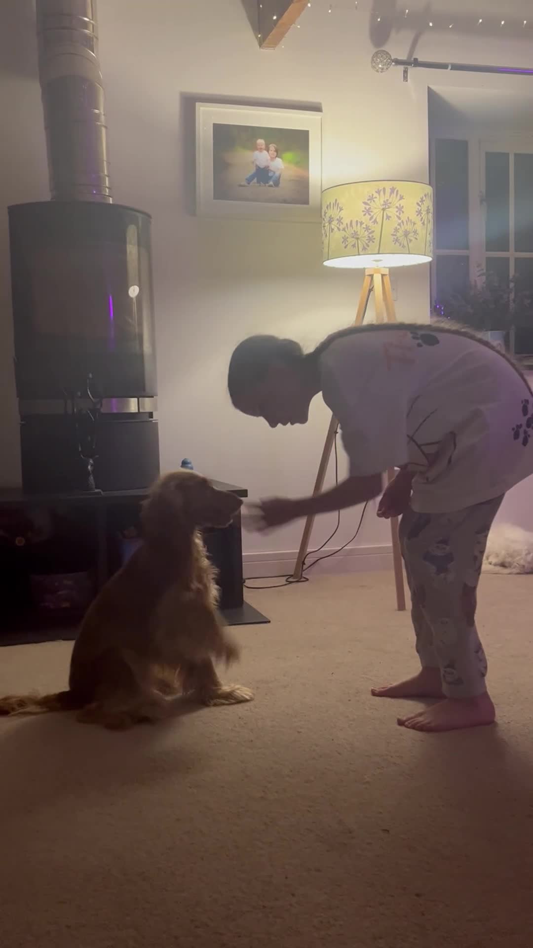 Cocker Spaniel dogs for sale: Sad sell of our 1 year old show cocker spaniel - Video 1