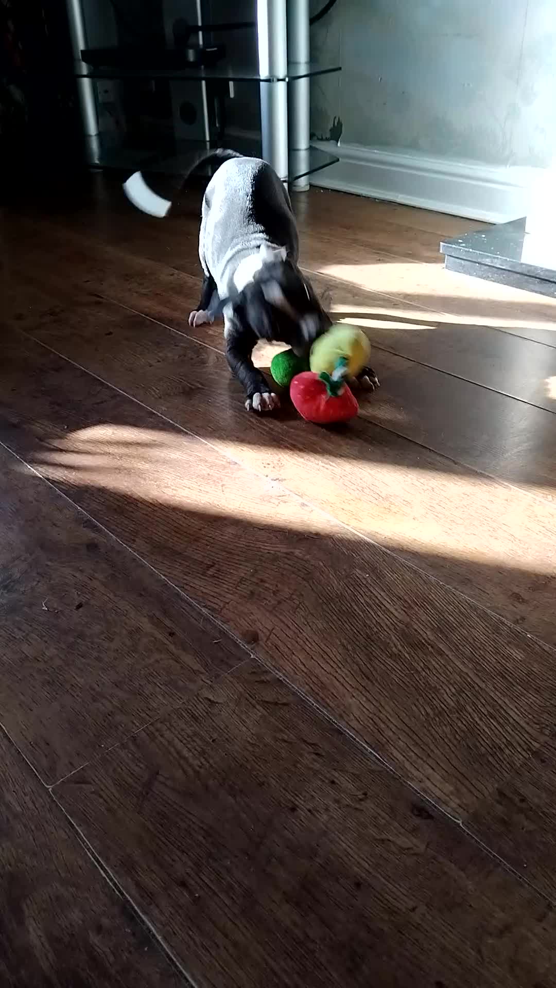 Staffordshire Bull Terrier dogs for sale:  Female 14 months/ female 2 years in Morecambe - Video 1