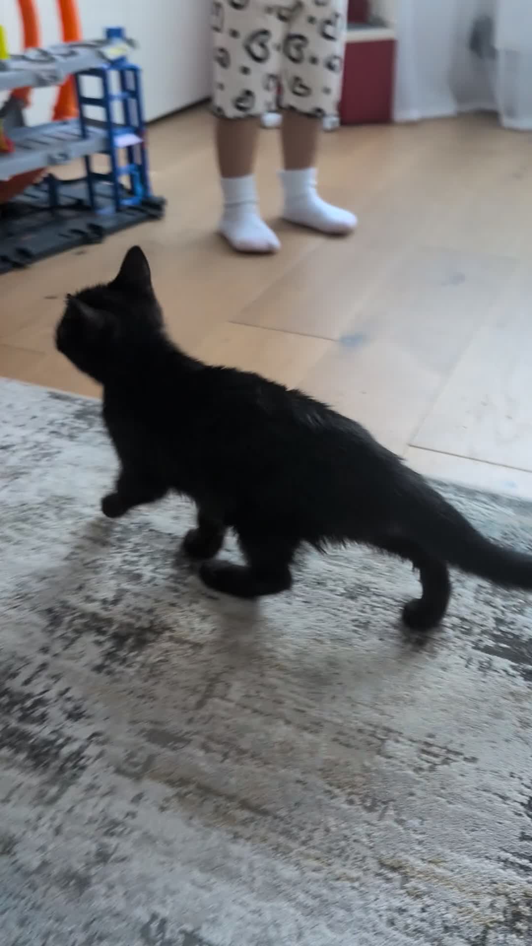 Domestic Shorthair cats for sale: Beautiful black kitten. in Falkirk - Video 2