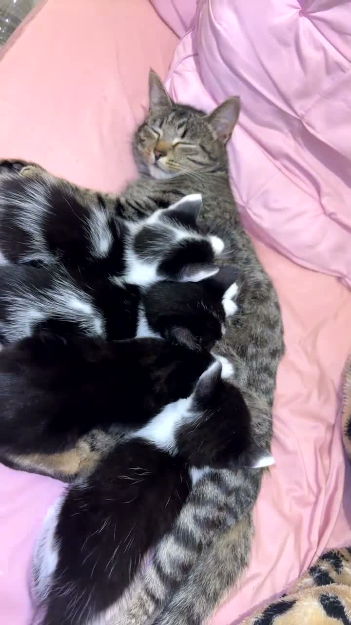 Mixed Breed cats for sale: Male kitten Raggamuffin/tabby mix  - Video 3