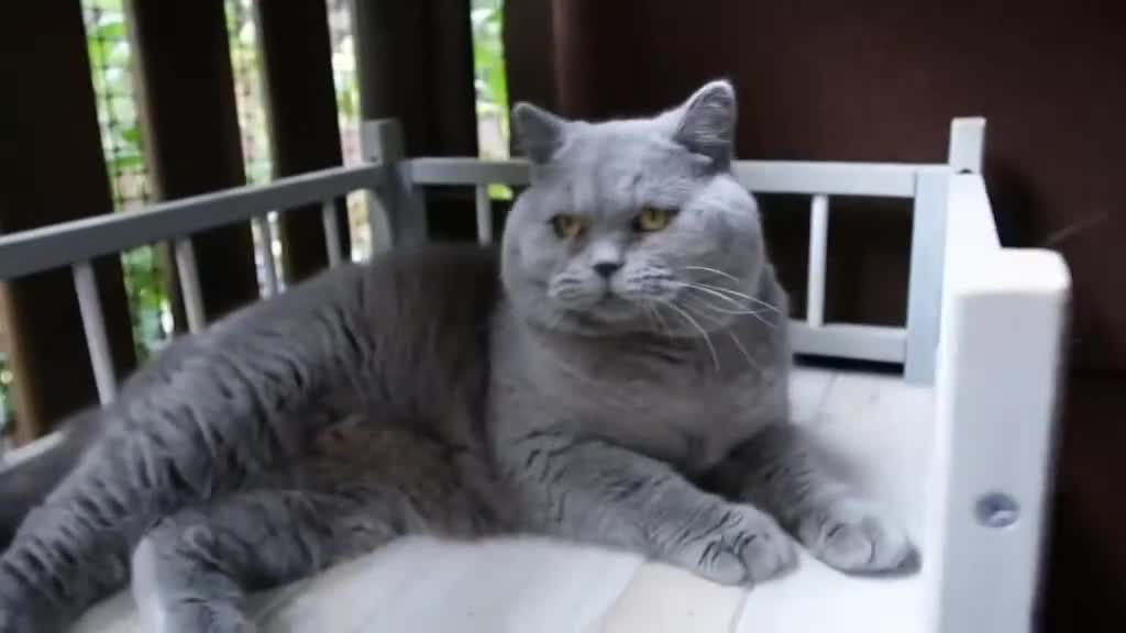 British Shorthair cats for stud: OPUS - GCCF & TICA Registered British Shorthair - Video 2