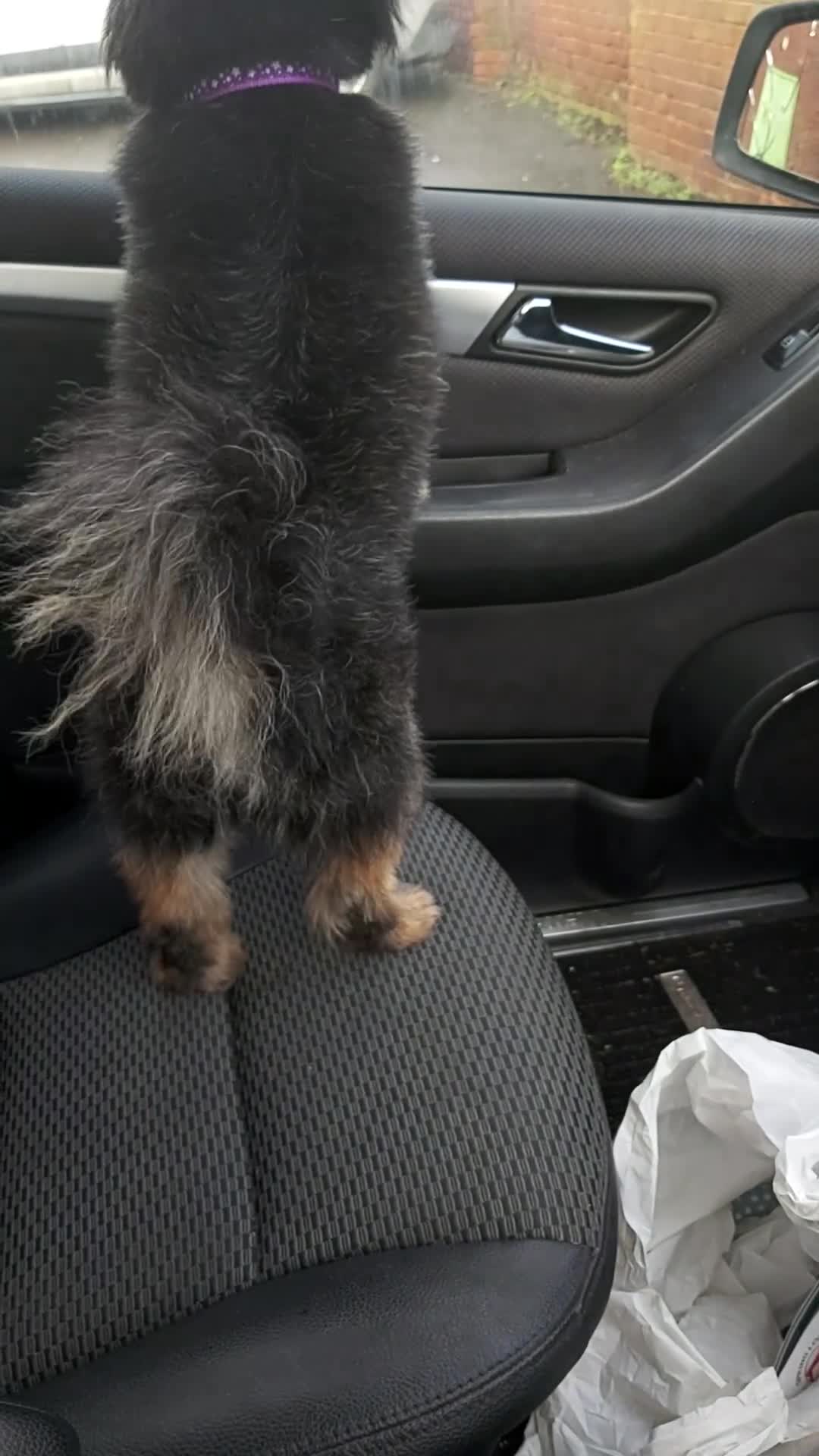 Mixed Breed dogs for sale: Male  pomeranian x - Video 1