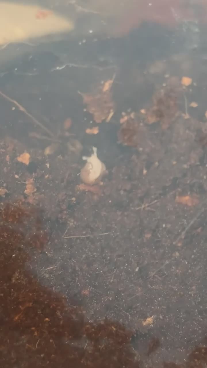 Snails invertebrates for sale: Albino jade African land snails  in Melksham - Video 1