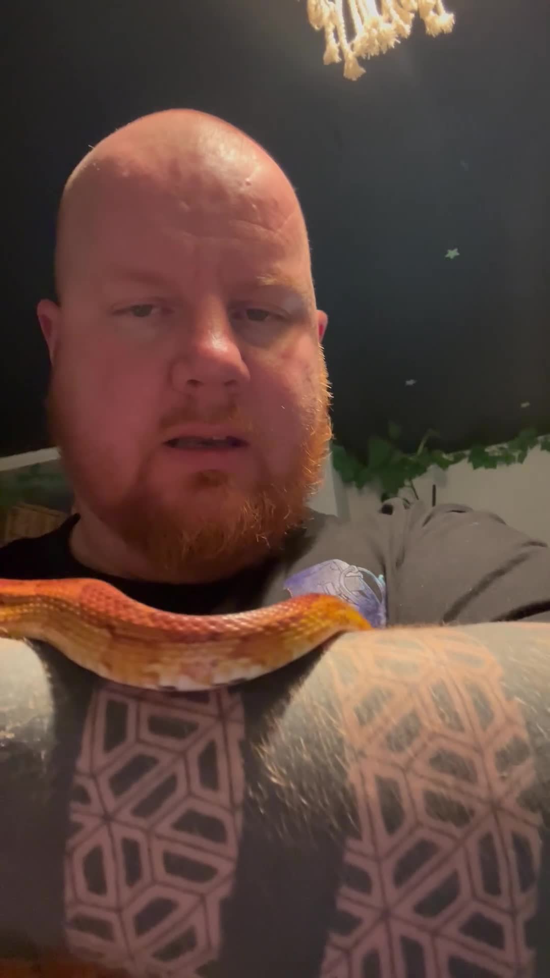 Corn Snake reptiles for sale: Male Cornsnake and Vivarium all items included - Video 1