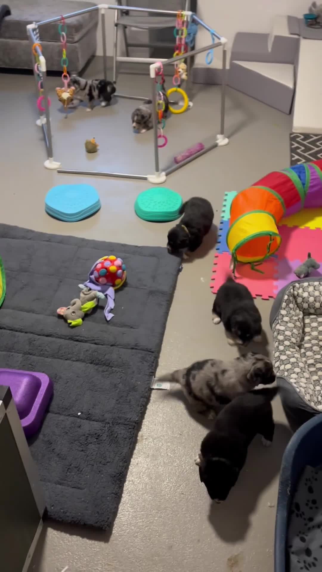 Mixed Breed dogs for sale: Australian Shepherd x Golden Retriever Merle&black - Video 2