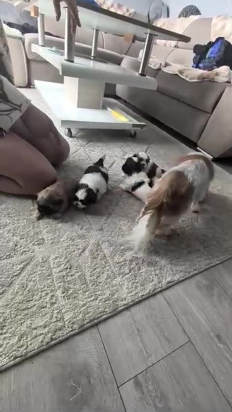 Shih Tzu dogs for sale: Beautiful little cute newborn shih tzu - Video 1