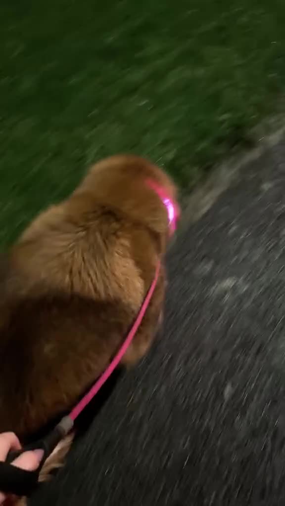 Tibetan Mastiff dogs for sale: A Wonderful 5 Year Old Female Tibetan Mastiff in Wallsend - Video 1